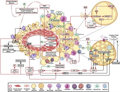 Modulatory Effect of Intermittent Fasting on Adipose Tissue Inflammation: Amelioration of Cardiovascular Dysfunction in Early Metabolic Impairment